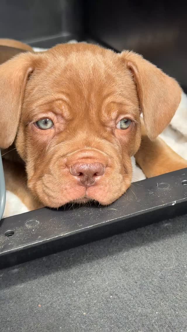 🥹❤️
#alphabully #retrofrenchie #sportlichebulldogge #französischebulldoggen #bulldoggswithnoses #bullymitnase #healthyfrenchie #frenchiesofinstagram #sportlichefrenchies #nasenbär #französischebulldogge #französischebulldoggedeutschland #französischebulldoggeschweiz #bullysmitnase #frenchiebreeder #bulldoggezüchter