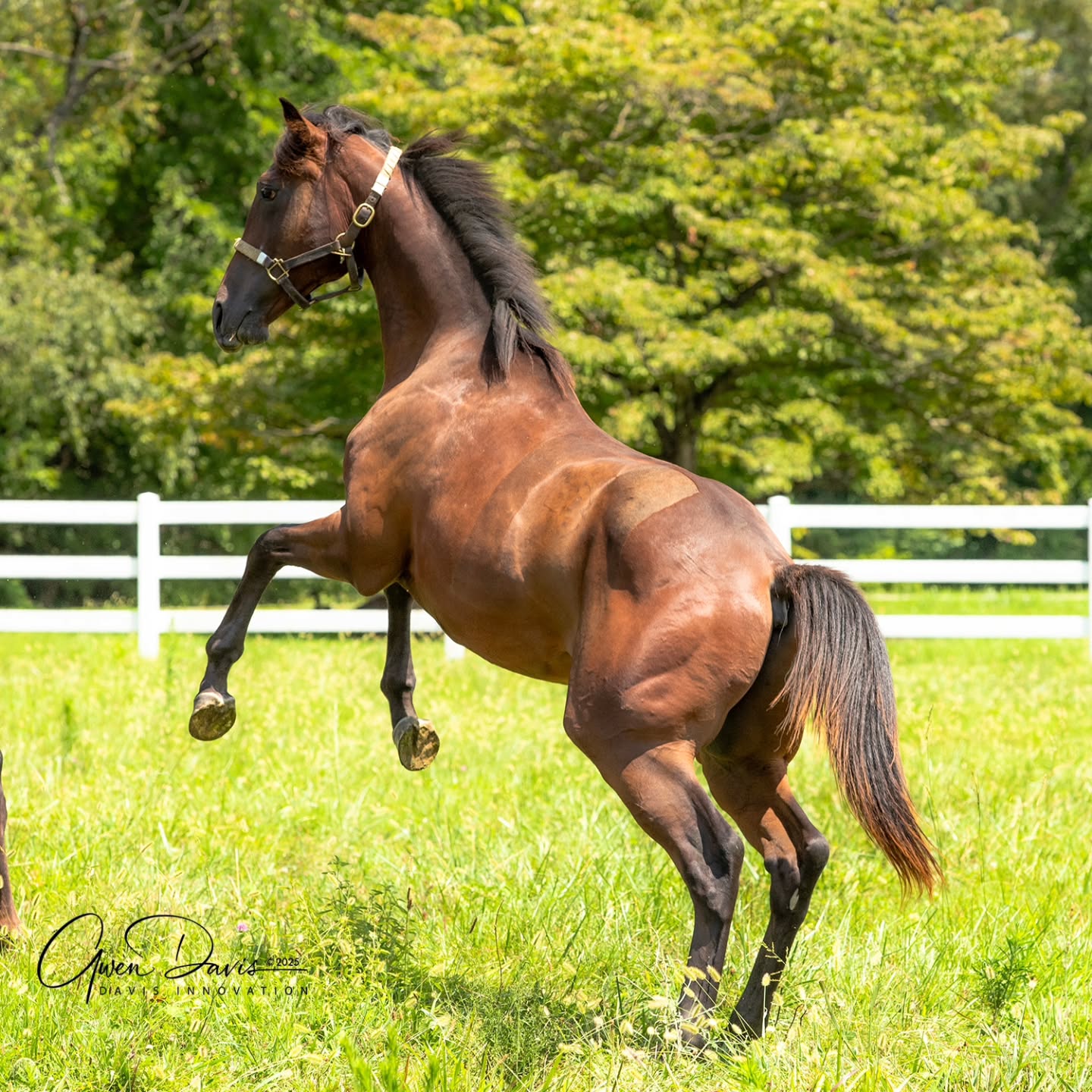 This yearling is already taller than my horse! A real beauty soon available for adoption @secondstride. Watch for the listing for Martello Tower coming soon. 😍 secondstride.org/horse/martello-tower/