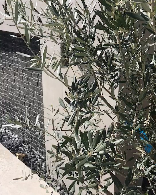 .
.
.
#orchardhills #altair #irvine #backyarddesign #backyard #backyardproject #outdoorliving #outdoorlivingspace #landscapedesign #landscapeproject #landscapecontractor #generalcontractor #caliliving #calilife #landscaping #irvinelandscaping #irvineliving #landscaping #orangecounty #oc #oclife #oclifestyle #ocliving #luxuryexteriors #luxuryoutdoorliving #glamscape #glamscapeoc