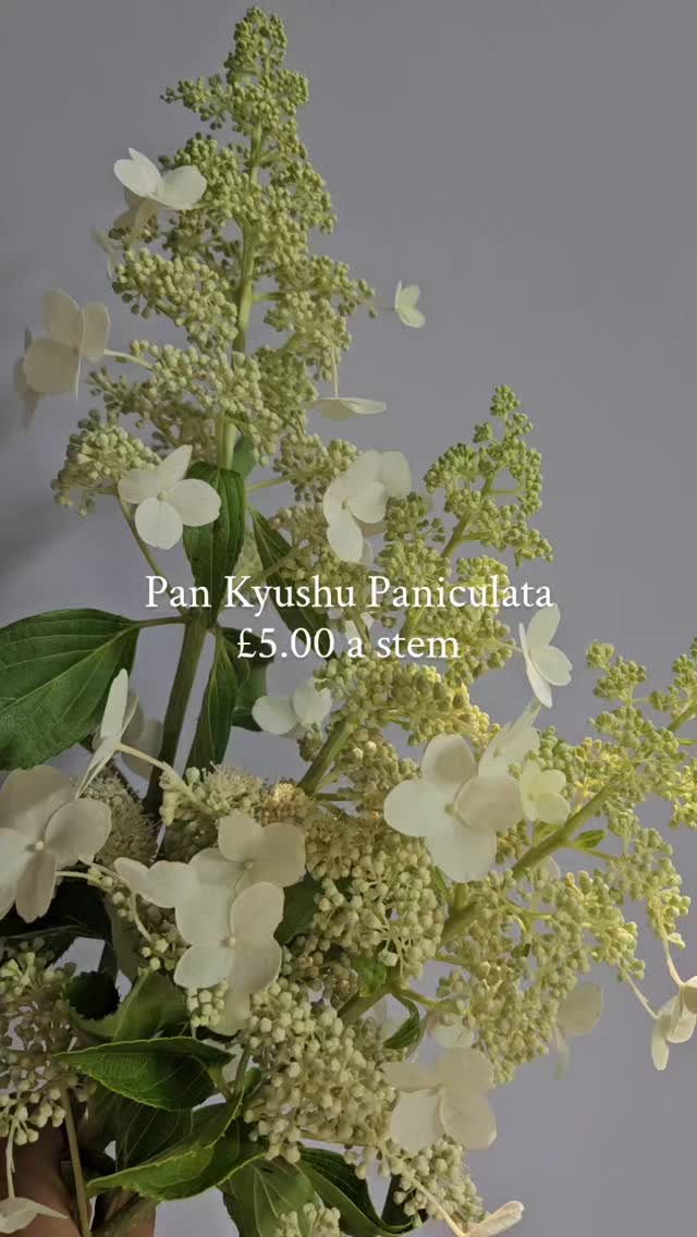 Once again.. a little share of some recent prices. Prices fluctuate on the flower market... due to the availability of the product and demand... also these are approximate RRP prices based on industry standards...
Whatever the case, the idea that flowers are just pennies needs to be thrown out of the window. Some of them are the price of a cup of coffee.. some coffee and a cake some the pint of a milk.
If you saw the effort that went into growing these.. be imported or British... the early everyday hours our wholesalers are up sorting deliveries when we are asleep. To the hours of torment British growers have to deal with regards to UK weather..
I am not going to go into the unseen hours it takes to get from single flowers in buckets to event flowers on your table and cleared away in a blink the day after.. that I hope in its self might be obvious...
Not here to ruffle feathers .... just here to keep some open minds on true and honest costs..
#dorsetflorist #dorsetweddingflowers #fleurs #flores #floristlife #costofflowers