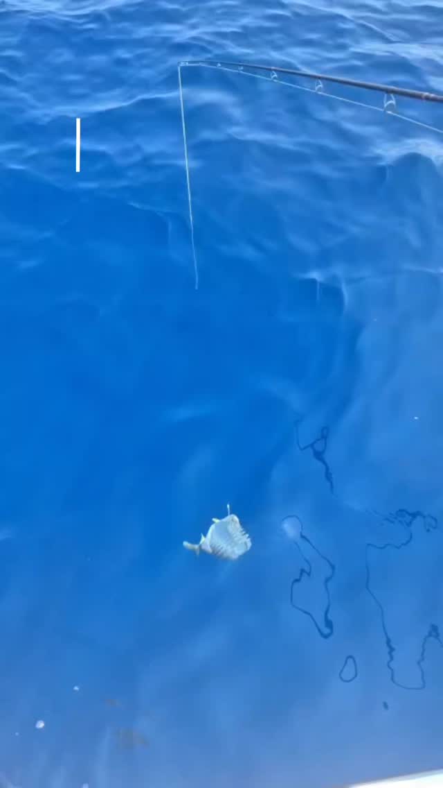 🔵 Jetzt buchen – erlebe das Mittelmeer wie nie zuvor! 🚤☀️
Angeln, Küste entdecken, schnorcheln mit Rochen & Fischen – und einfach das Leben genießen. 🐟🌊
Ein Tag auf dem Boot = 100 % Familien-Spaß!
📍 Costa Dorada | Für Groß & Klein
👇 Mehr Infos & Buchung unten!
#boot #Familienurlaub #schnorcheln #mittelmeer #cambrils #salou #tarragona #miamiplatja #spanienentdecken #spanienreise #urlaubszeit #costadorada #meerliebe