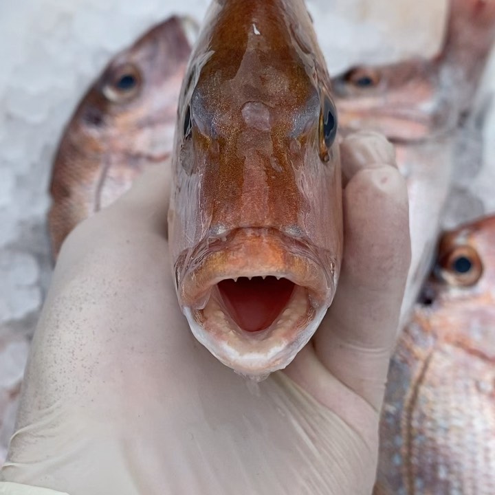 The Epitome of freshness. Plate size Pinkies showing off their vibrant colours.
Plate size, is a popular demand at 400-600g. This is considered a high count. #seakings #fresh