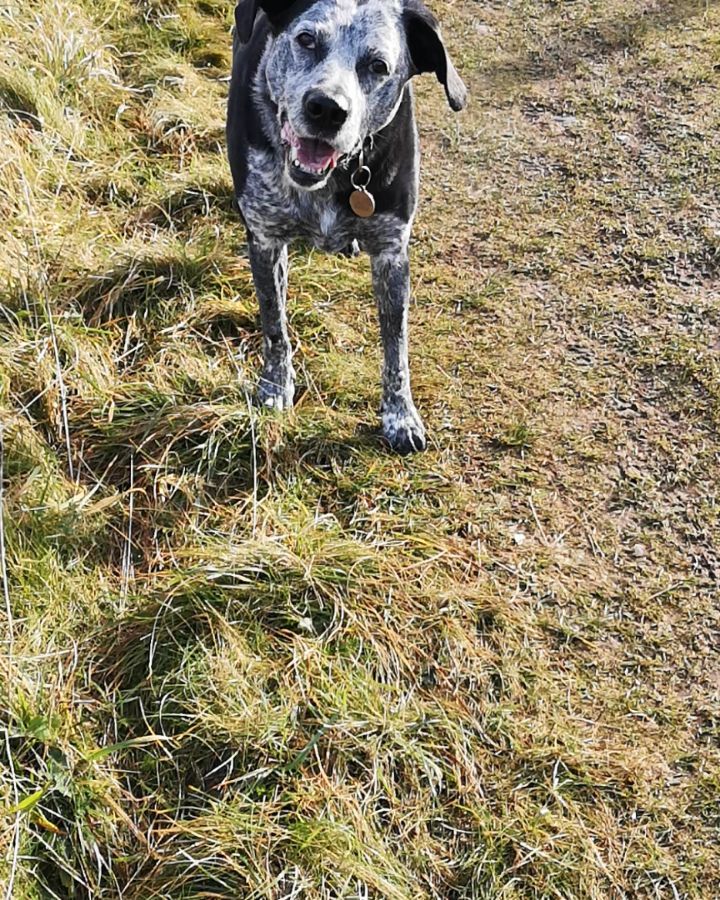 Happy national pet day
Many of our pets have made this last year a lot more bearable 🥰🐕🐱✨
Most of us spoil our pets but give them an extra bit of thought and love today, especially as we are about to see lockdown restrictions lift.
#nationalpetday #dogs #dogsofinstagram #dogsofig #lovedogs #rescuedog #adoptnotshop #dogbehaviourist #dogappreciation #3leggeddogs #tripoddog #osteosarcomasurvivor #dogcancersurvivor #seniordog #dogbehaviourist #clinicalanimalbehaviourist