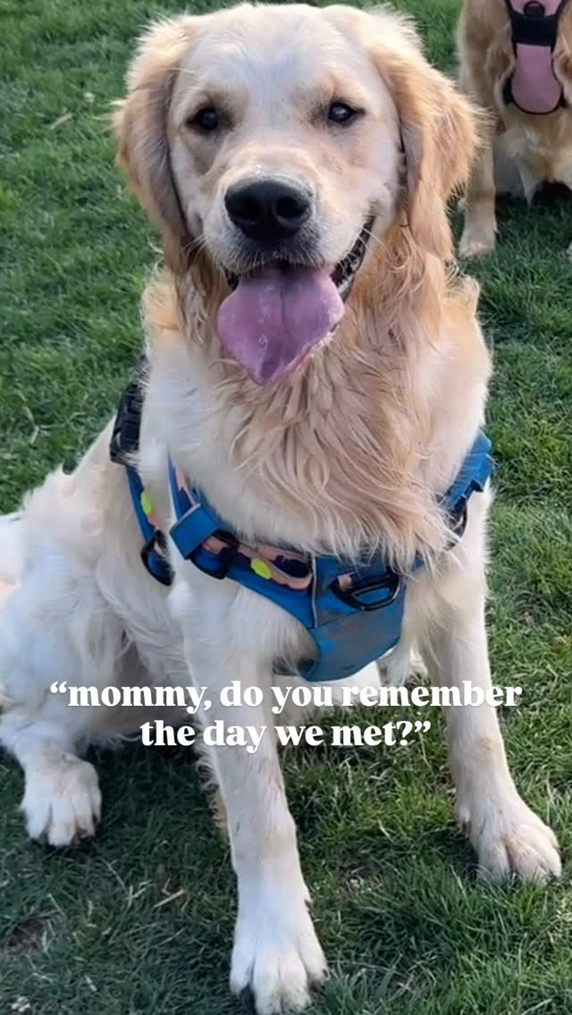 He looked like Gus Gus from Cinderella!