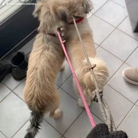 Warehouse Day - love it when my baby boy can drive and I can cuddle puppies. WorkBoots - we are coming for ya!
#MoxieTradrd #MoxieLife #GotMoxie #WorkBoots #Tradeswomen #entrepreneur #Women-owned