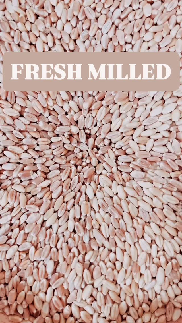 Adding fresh milled flour to your routine takes barely a minute for home bakers, but the nutritional payoff is huge. Commercial bakers, on the other hand, might spend hours milling grain. It’s clear why they opt out. Fresh milled goods have a shorter shelf life, and the flour isn’t stable. Who’s really gaining here? Flip the script and profit from the change! Whether it’s pancakes or muffins, baking from scratch is a gift to your body.
#freshmilled #nutrientdense #breadishealthfood #thefarmersharvest #freshmilledflour #stoneground #chronicillness