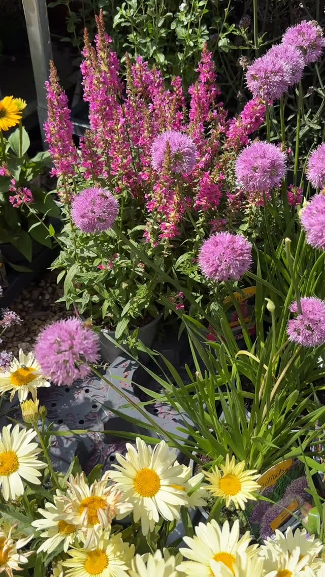 Look how the bees love this Allium montana we have here waiting to go into the exterior planting for the relaunch of Muse Restaurant #muserestaurant #biodiversity #alliums #city planting #bees #tuliplandscapes #windowboxesofinstagram