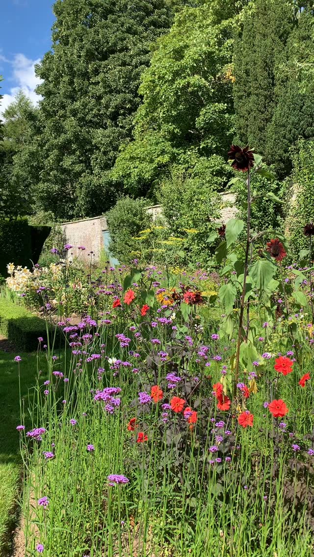 Dancing butterflies. This corner of the garden enjoys the August afternoon sun.
If you’re interested in finding out more about our garden in South-east Scotland, you might like to read our regular blog. You can find the link in our profile bio or visit www.thescottishcountrygarden.com. Check out our latest post ‘Meadow Magic’.
#gardenblog #garden #thescottishcountrygarden #scottishcountrygarden #gardenbloguk #scottishgardenblog #headgardenersblog #countrygardenblog
#gardenblogger #summergarden#scottishgarden #scottishgardener #gardenjournal #scottishgardenjournal #gardendiary #gardenersdiary #oldgarden #walledgarden #oldfashionedgarden #walledgardenblog #gardeninscotland #thegardeninaugust #augustgarden
#gardenwriter #ukgarden #gardensofScotland #gardensofgreatbritain