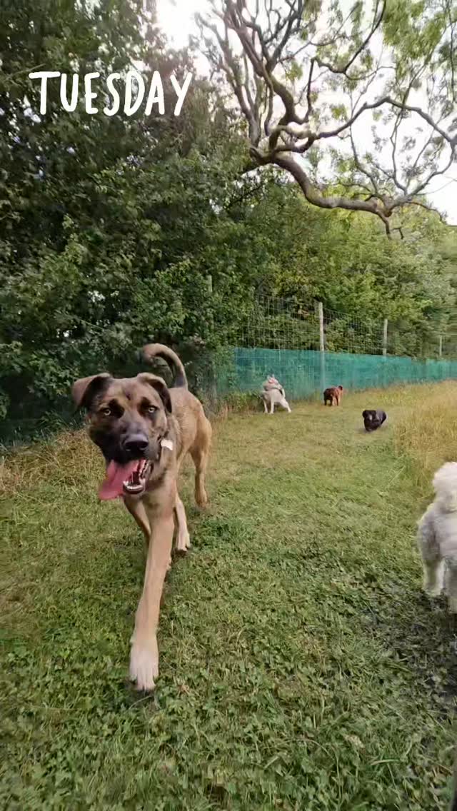 Our morning exercise 🥰
#doggydaycareuk #pawsomedays #itsadogslife #dogsofinstagram