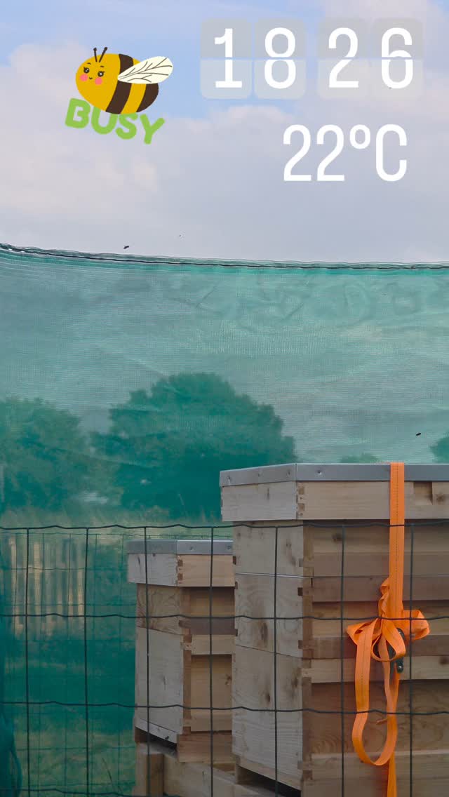 #busybee #oddlysatisfyingvideo #chillvibes #summerevening