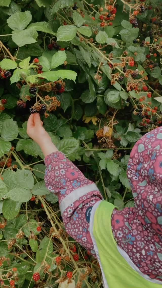 late summer blackberries! 🍇
This week, we’ll be foraging blackberries together and adding them to our warm morning porridge. It’s a wonderful way to connect with the land, practice mindful gathering, and enjoy nature’s seasonal gifts.
Let’s celebrate the wild and simple magic of forest school — one spoonful of blackberry porridge at a time! 🌲💜
#Blackberries