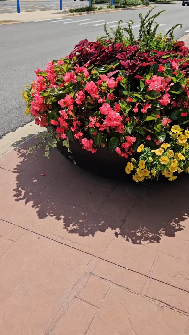 How are your planters holding up in this summer heat? ☀️🌺 It’s never too early to start thinking ahead — autumn and winter landscapes are right around the corner! 🍁❄️
Let our award-winning team help you transition your home or workspace into a seasonal showstopper. From bold fall foliage to festive winter arrangements, we’ve got your containers covered. 🌿🌾
DM us to book your seasonal refresh with #ChicagoBloom and #TuBloom — let’s make magic happen! 🥳✨
#TuBLOOM #ContainerGardenGoals #PlanterPerfection #FallPrep #WinterWonderlandDesign #UrbanGardenStyle #SeasonalPlanting #CityBloomers #GardenDesignExperts #FloralStyling #OutdoorBeauty #LandscapeRefresh #ChicagoStyleGardening #HorticultureWithHeart #PlantLifeBalance