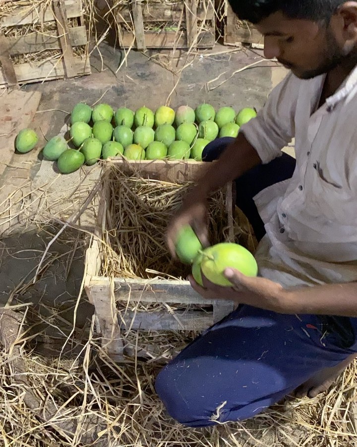 Mango natural ripening!
Do you know carbide can harm the mangoes and also your health!! It makes mangoes so tasteless!
We make sure all our mangoes are ripned naturally, we have pledged the same in our GI certification!
Don’t get fooled by roadside vendors selling fake alphonso for cheap price ripned by carbide!
By Authentic Devgad alphonso at alphamangoes! We are transperent about where we buy. You can see our feed , our farm and out farmers!
Happy mango season
#mango #alphonso #carbidefree #devgad #authenticmango #yummy #delish