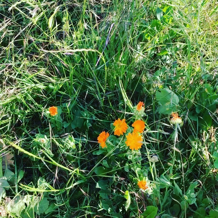 Can you listen the bees and the birds? 🐝🐧🐦🐝 ...this days in the vineyards #naturpur #naturelovers #greenwine #greenwinery #wasnsound #bienen #lebendigerweinberg #hieristwaslos #suedlicheweinstrasse #südpfalz