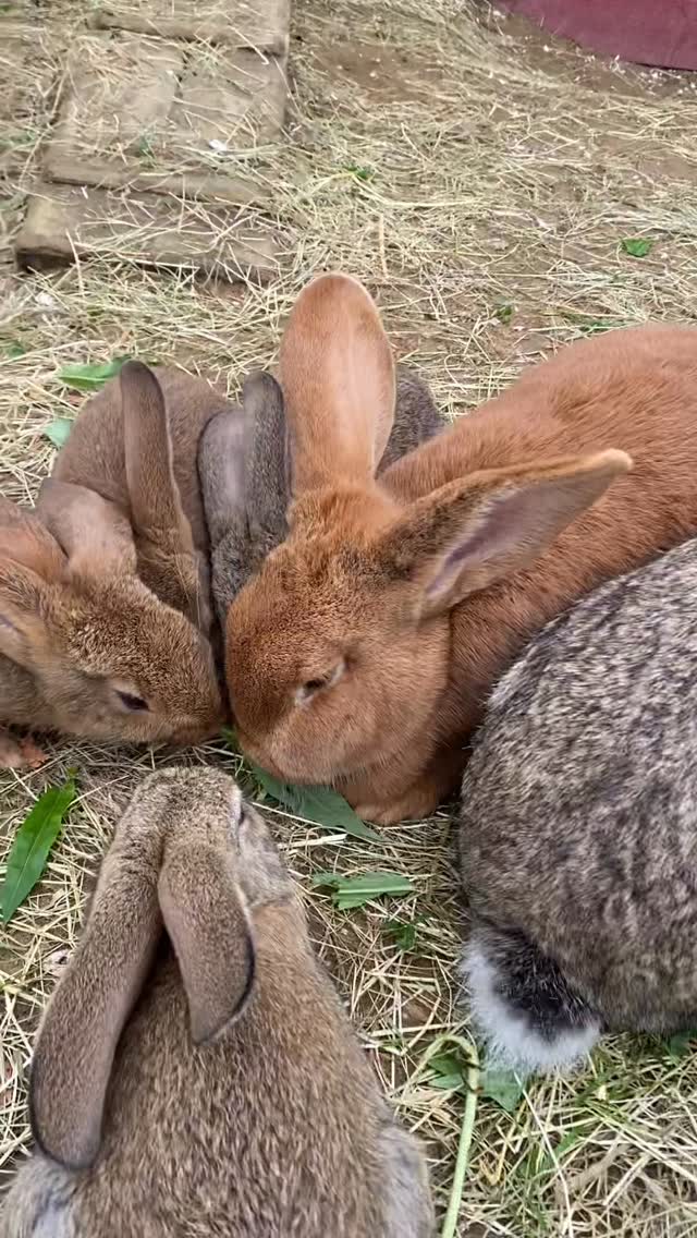 Kaniner!! 😍🐇🥕🐰
#snyfjelletgård #senja #gårdsbesøk #visitsenja #dyrevenn #kanin #bunny #bunnies #pettingzoo #barnasfavoritt #dyreglede