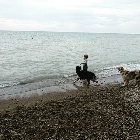 Lainey says "heck yes!"... Harlan is a hard "no." We'll see if I can change her mind tomorrow. #dogstagram #aussiesofinstagram #aussiesofig #dogsofig #ausableriveraussies #lakehuron #lainey #harlan #waterdog