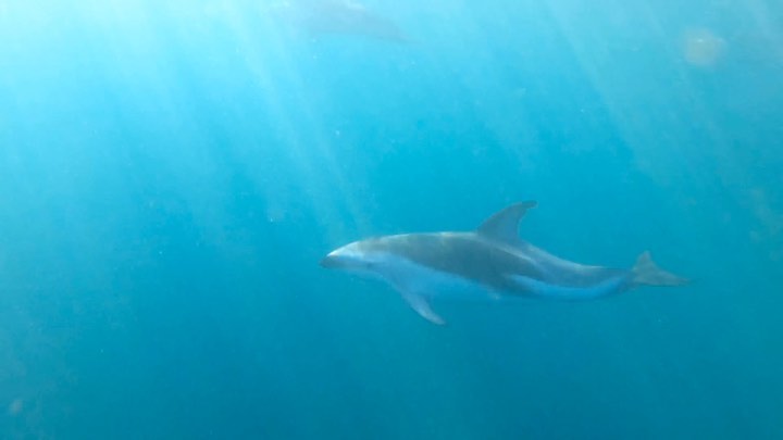 #duskydolphins #dolphins #swimfam #openwaterswimming #kayaking #wimhofmethod