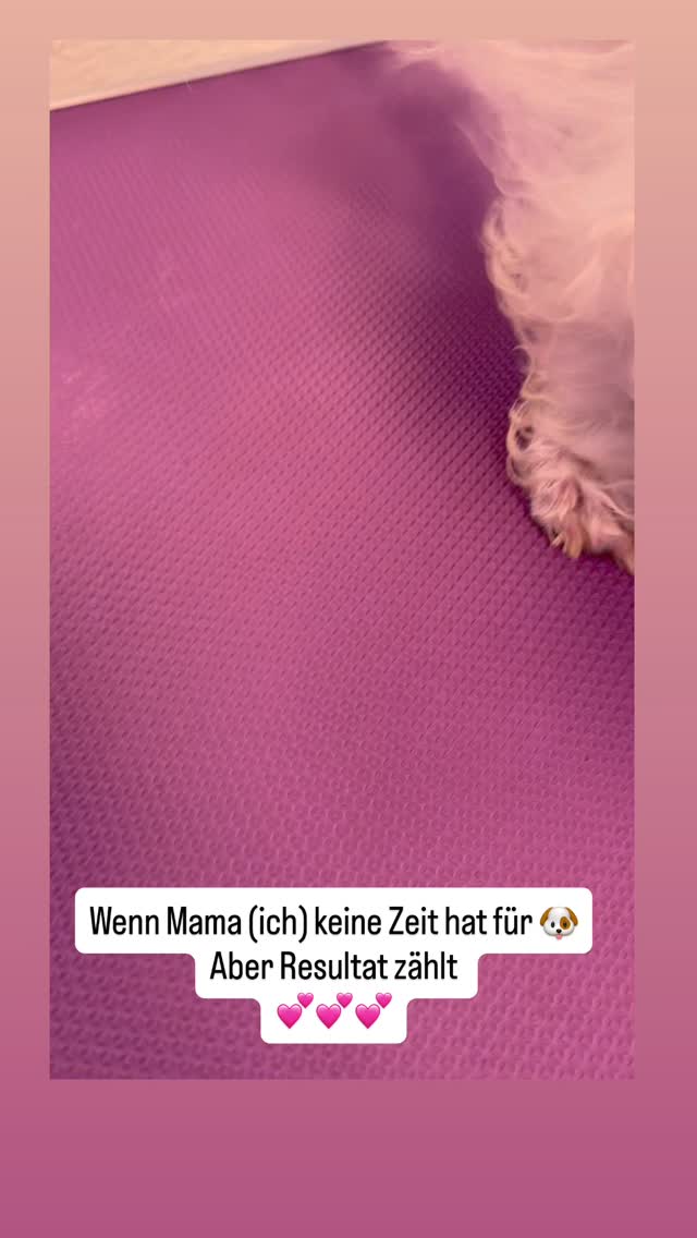 #grooming #hundesalon #luzern #grooming_luzern #hundesalonluzern #maltese #pudel #bolonka #spitz #pomeranian