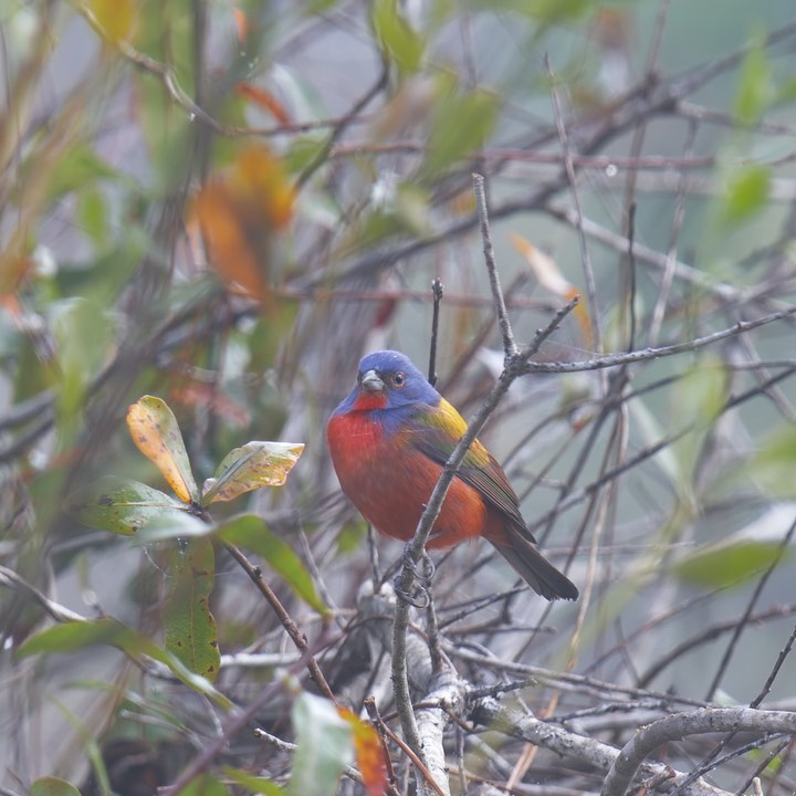 The Fog of Birds We believe we know birds because we give them a name. The red one is a Northern Cardinal. The tiny gray is a Blue-Gray Gnatcatcher. The rainbow bird is a Painted Bunting. Do we even see them? If we look beyond ourselves, we can glimpse the sublime. Delight in not knowing.