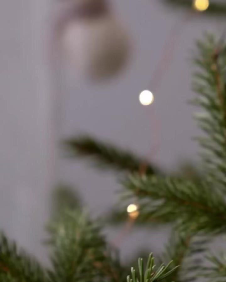 Merri Christmas, you all! We hope today has been filled with the celebration of Jesus’ birth and never ending joy!! 🎄