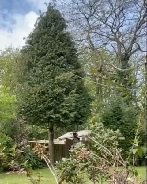 Palmers Tree Care & Management.
Small conifer fell from the other day. Still waiting for our new tripod so managed to find somewhere to prop the phone up.
If you’re in need of any advice on possible tree removals then please don’t hesitate to get in touch.
#treefelling #conifer #arborist
