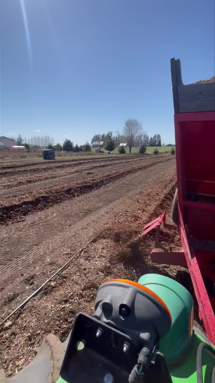 The new blueberries are in and almost done with mulching!