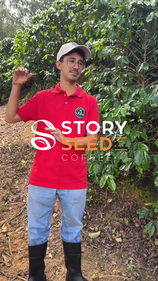 Ever wonder what makes Colombia’s coffee so unique?
Listen as Juan explains the difference between the cherry picking in Colombia vs in other countries.
It’s all about the details in our coffee! Have you tried it yet?
Now serving 🇺🇸 & 🇦🇪
www.storyseedcoffee.com
________________________________________
#storyseedcoffee #storyseed #coffee #coffeemarketing #coffeeisalwaysgood #coffeetime #colombiancoffee #dailyroast #singleorigincoffee #espresso #coldbrew #coffeedrinker #ilovecoffee #abudhabi #uae #uaecoffee #usa #supportlocal