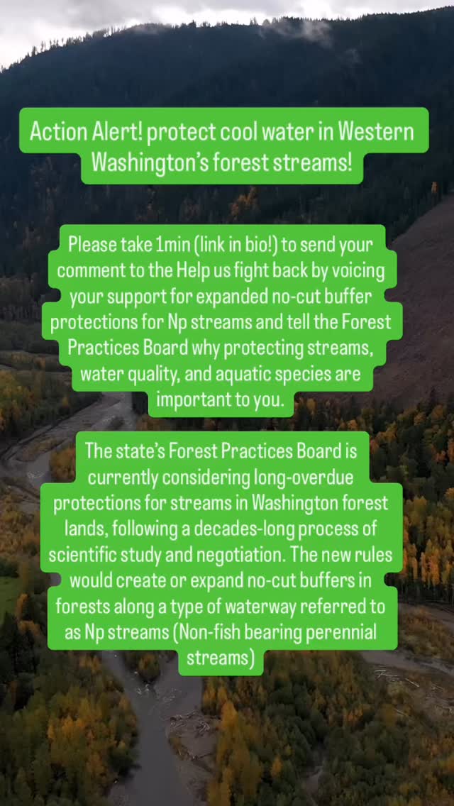 Link in Bio!
Please take 1min to send your comment to the Help us fight back by voicing your support for expanded no-cut buffer protections for Np streams and tell the Forest Practices Board why protecting streams, water quality, and aquatic species are important to you.
The state’s Forest Practices Board is currently considering long-overdue protections for streams in Washington forest lands, following a decades-long process of scientific study and negotiation. The new rules would create or expand no-cut buffers in forests along a type of waterway referred to as Np streams (Non-fish bearing perennial streams)