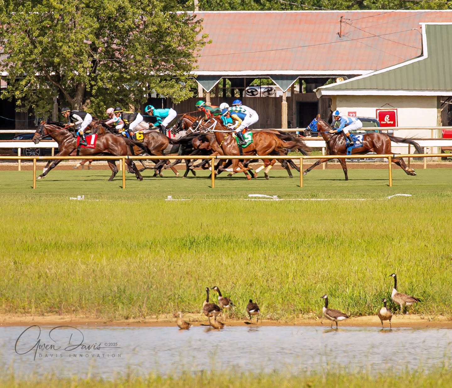 Either these ducks had money on the race or they're HISA overseers flown in to observe from the infield.