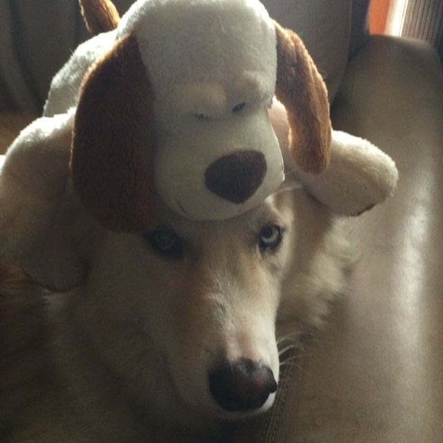 Our funny dog Kiva.