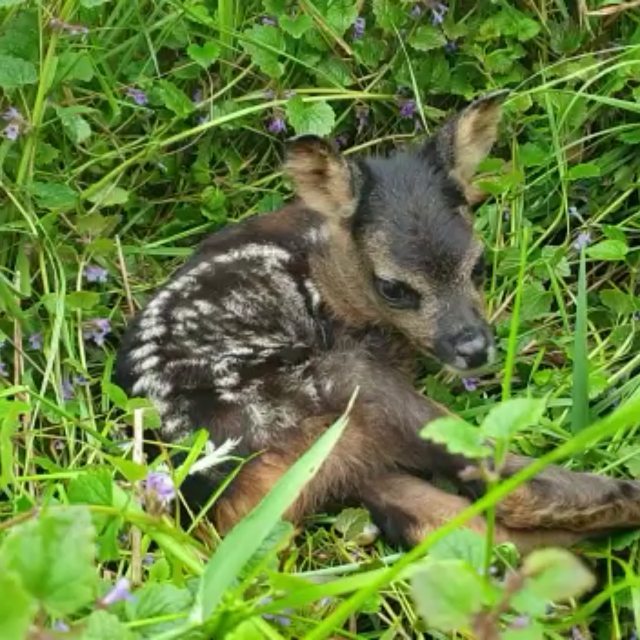 Die letzten Sekunden in der Gefahrenzone... Gleich wird das per Wärmebild-Drohne gefundene Kitz in Sicherheit gebracht. Direkt im Anschluss wird die Fläche gemäht. Danke für die gute Zusammenarbeit aller Beteiligten. Ein erfolgreicher Einsatz in #isernhagen, Region Hannover 😊
#hannover
#regionhannover
#rehkitzsuche2021 #rehkitzrettunghannover #rehkitzrettung