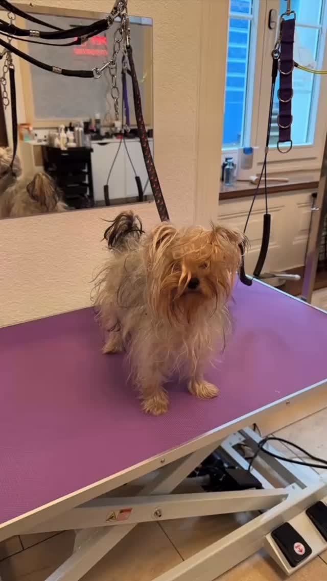 #groomingluzern #grooming #hundesalon #luzern #grooming_luzern #hundesalonluzern #yorkshire #yorkshire_terrier