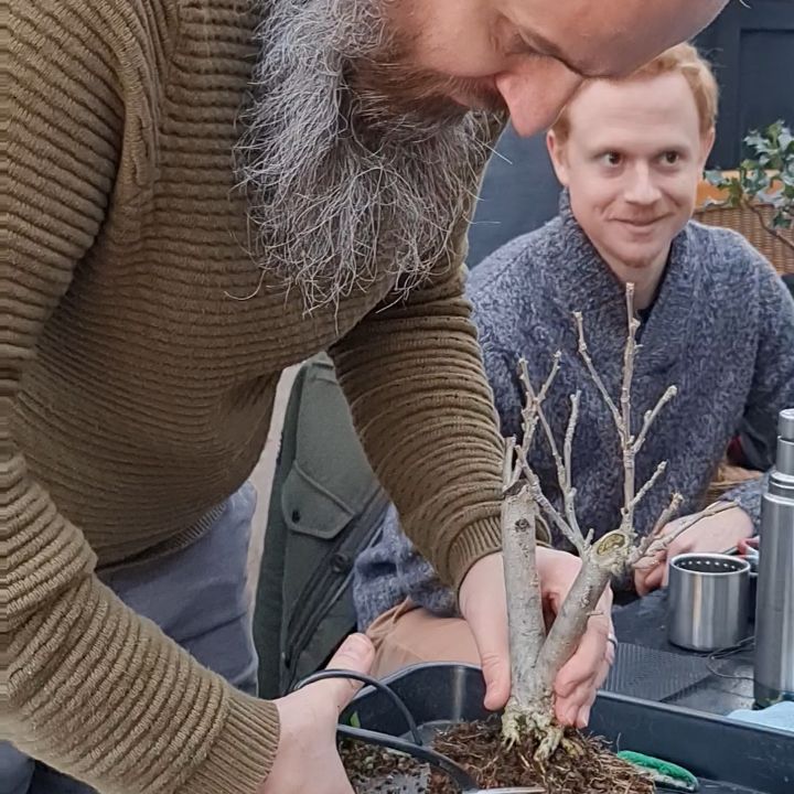 Root pruning
#bonsai #bonsaitree #bonsairepotting