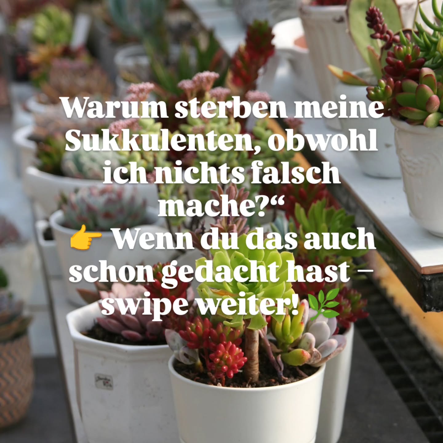 Deine Sukkulenten werden blass, weich oder wachsen in die Länge?
Dann liegt’s fast immer am Licht! Swipe durch und finde heraus, was deine Pflanzen wirklich brauchen 🌿✨
#sukkulentenliebe
#pflanzenpflege
#sukkulententipps
#grünerdaumen
#sukkulentenlove