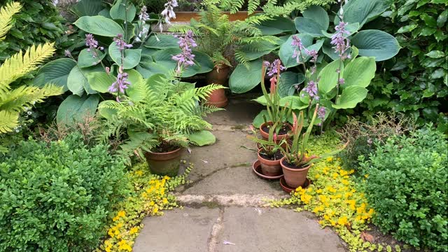The Fernery. Pops of purple from the Hostas and Astilbe create some contrast with the greens of the laurels and ferns, while golden creeping Jenny picks up on the late summer colour of the shuttlecock ferns.
#gardenblog #garden #thescottishcountrygarden #scottishcountrygarden #gardenbloguk #scottishgardenblog #headgardenersblog #countrygardenblog
#gardenblogger #summergarden#scottishgarden #scottishgardener #gardenjournal #scottishgardenjournal #gardendiary #gardenersdiary #oldgarden #walledgarden #oldfashionedgarden #walledgardenblog #gardeninscotland #thegardeninaugust #augustgarden
#gardenwriter #ukgarden #gardensofScotland #gardensofgreatbritain