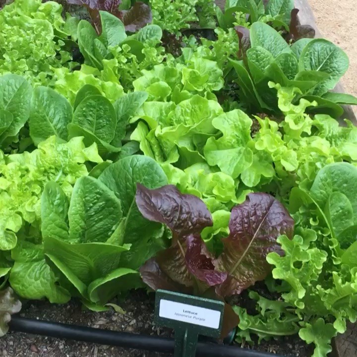 “I grow plants for many reasons: to please my eye or to please my soul, to challenge the elements or to challenge my patience, for novelty or for nostalgia, but mostly for the joy in seeing them grow.” – David Hobson