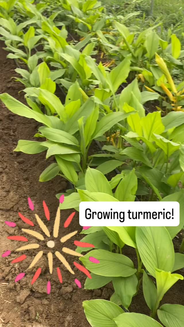 We have been growing turmeric and ginger over many seasons. Every year we get it more dialed in. This is the year of the DUC plow @theductools which is helping us make some nice hills to build up the raised beds. Glad we got this tool last year and can finally put it to use for our rhizome crops.