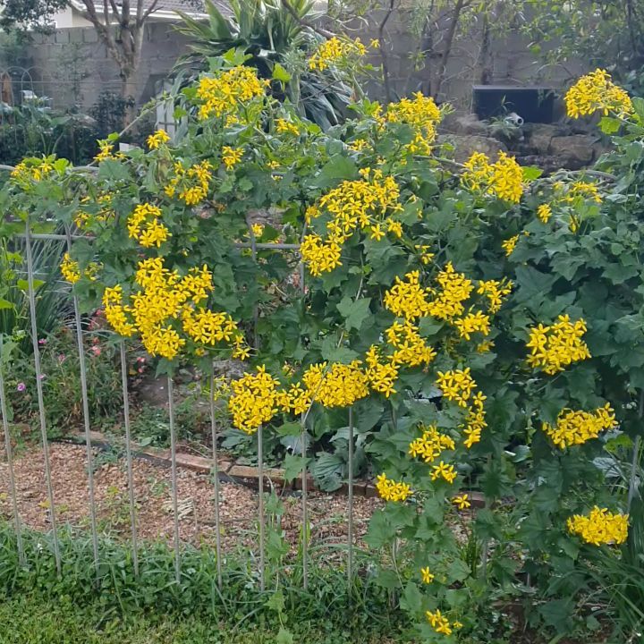 For other short videos on plants that I enjoy in my garden, visit our Facebook page at www.facebook.com/theschoolofgardendesign/
#theschoolofgardendesign #seneciotamoides #designingwithplants #gardeningcourses #yellow #yellowinthegarden
