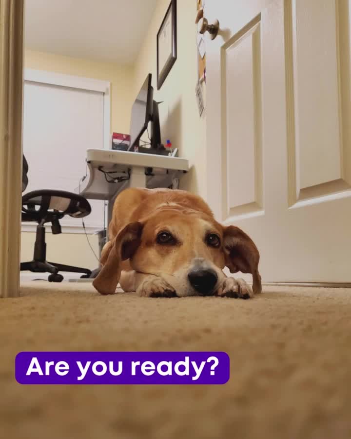 Wendy wants to know…are you ready for 2023?
While she hates the fireworks 🎇🎆 that come with the year's end, she knows its the perfect time to make some changes and set goals for herself.
Wendy’s resolutions are to maximize her nap time to 23.5 hours a day, and to institute the one-in one-out policy with her toys. 🐶
Me? I'm also going to try to get more sleep, and try not to spend so much energy worrying about things I can't control.
I'll look to Wendy for guidance - she seems to have it down pat.😊
_____
#humanesocietyfxva #doggoneorganized #wendywednesdays #rescuepups #whorescuedwho #rescuedogmom #thebestbreedisrescued #shelterdogs #rescuedogsofinstagram #resolutions #newyearsresolutions #newyear #newyearnewme #newyearresolution #newyeargoals #newyearresolution #livingwithless #simplyliving #declutteryourlife #simplifyyourlife