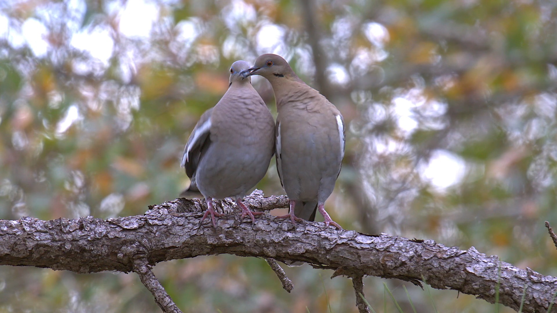 Into Nature Films found two lovers sitting in a tree. While White-winged Doves are among the common birds, the tenderness of these two in the canopy of a slash pine is heartwarming.
With exquisite crimson eyes framed by powder blue eye shadow, this pair displays behaviors that we all need-kindness and affection.
There is a reason doves are a symbol of peace.
Take a moment and delight in the ordinary. There you may find solace in the most common of things. #FloridaBirds