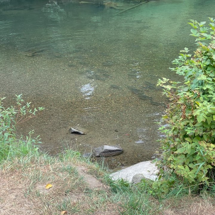 Salmon acclimatizing to fresh water. The fish will stay in the mouth of the river for weeks, to reverse its physiology from salt water living back to freshwater living. #wildsalmon #returnhome #migration #puntledgeriver