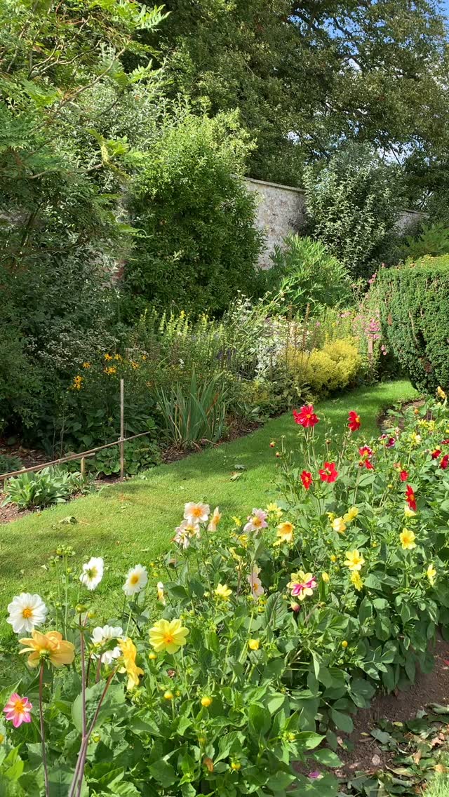Dahlia cheerfulness! With regular deadheading, our dahlias should continue right up until the first frosts.
If you’re interested in finding out more about our garden in South-east Scotland, you might like to read our regular blog. You can find the link in our profile bio or visit www.thescottishcountrygarden.com. Check out our latest post ‘Meadow Magic’.
#gardenblog #garden #thescottishcountrygarden #scottishcountrygarden #gardenbloguk #scottishgardenblog #headgardenersblog #countrygardenblog
#gardenblogger #summergarden#scottishgarden #scottishgardener #gardenjournal #scottishgardenjournal #gardendiary #gardenersdiary #oldgarden #walledgarden #oldfashionedgarden #walledgardenblog #gardeninscotland #thegardeninaugust #augustgarden
#gardenwriter #ukgarden #gardensofScotland #gardensofgreatbritain