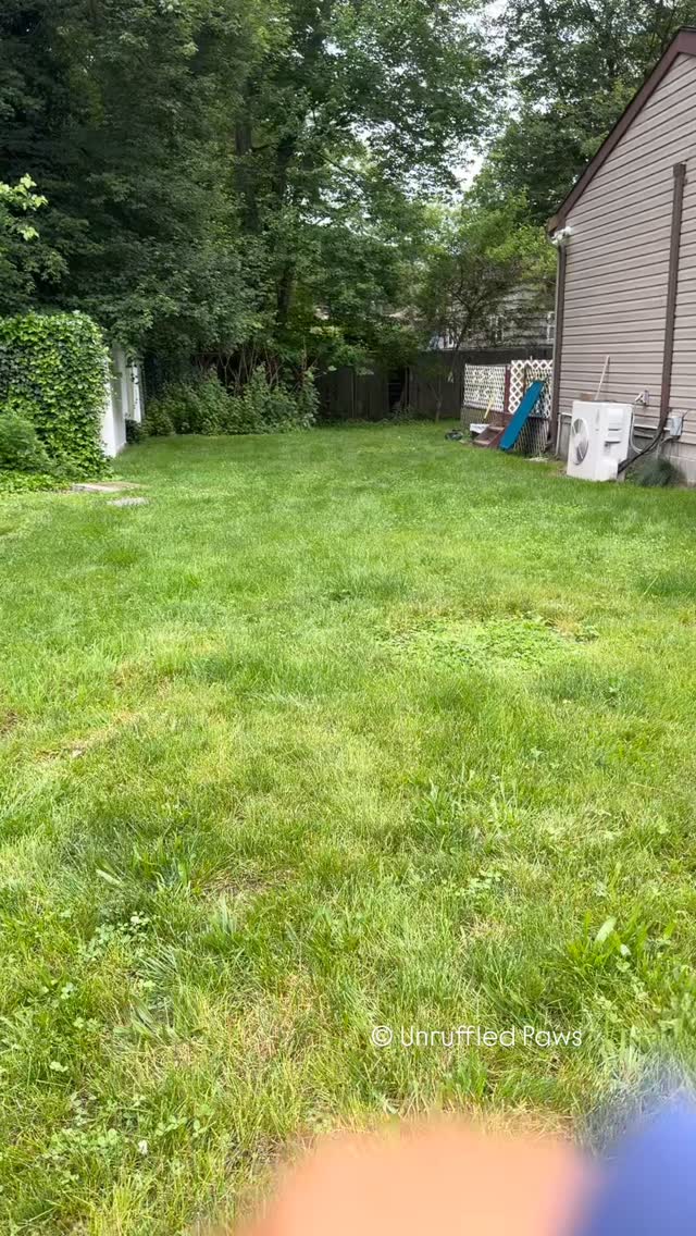 Look who’s back for a little vacation! 🐾 Just a couple weeks after wrapping up his board & train, Tubs is here for boarding — and he’s proving to be the best houseguest. 💙
Today’s agenda? Absolutely nothing serious… just some good, old-fashioned fetch in the yard. 🎾 It’s so nice to see him settling right in, showing off those polite manners, and enjoying some playtime like the happy pup he is!
#UnruffledPaws #DogBoarding #FetchTime #HappyPupVibes #DogVacation #PolitePup #DogLifeBestLife #BoardAndTrainGraduate #DogFunInTheSun #BackyardFetch