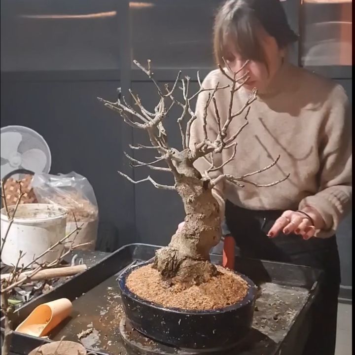 European Ash