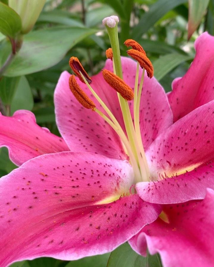 Admiring the colors and fragrance this beautiful Lilly growing in our garden! First of 17 flowering sites to bloom. Fed with our Rose & Flower organic fertilizer and biweekly Compost Tea feedings. #oto #growyourown #organic #lilly #flower #garden #gardenchat #gardening