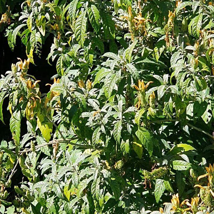 Design a garden for your birds, butterflies and the insects to enjoy! There are tons of plants that will suit from the smallest to the biggest space. I can hear the video cuts off before I say that the leaves recover very quickly after being chomped. It also prunes well.
#theschoolofgardendesign
#gardeningforwildlife
#metarungialongistrobus
#Sunbird
#nectar
#instabest
#essentialstepstogardening
#gardeningcourses
#gardenworkshops