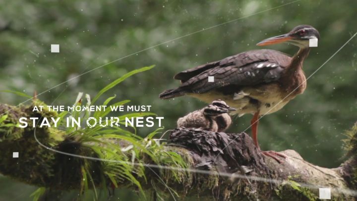 #postponedontcancel #puravidabirding
At the moment we must stay in our nest, but you can visit us soon. Do not cancel your trip, postpone it. Support conservation, support tourism, support birdwatching. Very soon we will go birding together again.
In partnership Batsù Estudio & Costa Rica Birding we invite you to:
#Staysafe #stayhome #saveworldtravel #keepbirdingalive #visitcostarica #supportcostarica #covid19
Spread the word:
Youtube: https://www.youtube.com/watch?v=3uIJ55PLXDI
Vimeo: https://vimeo.com/404278256
Visit: www.birdwatchingincostarica.com & www.batsuestudio.com