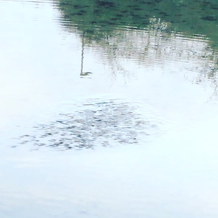 The #rippleeffect