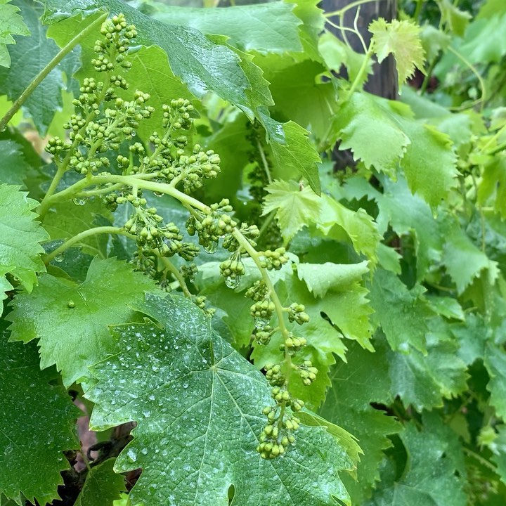 ⛈ 15mm in mezz’ora e la tranquillità di utilizzare Activo Rame.
Come procede nelle vostre zone?