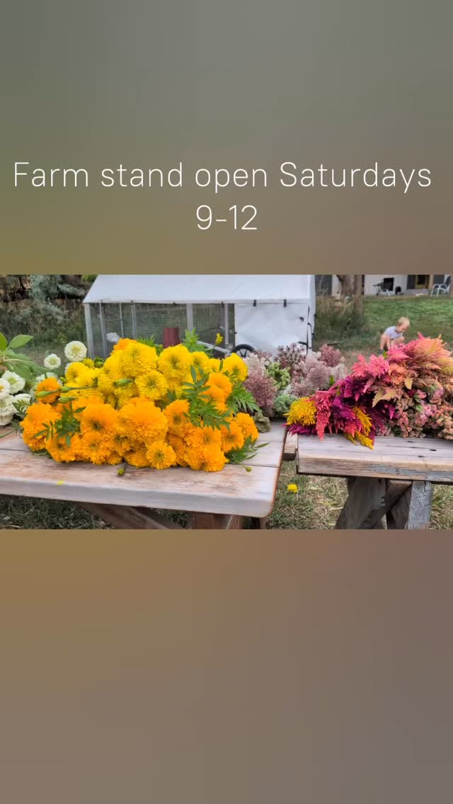 Farmstand open saturdays!